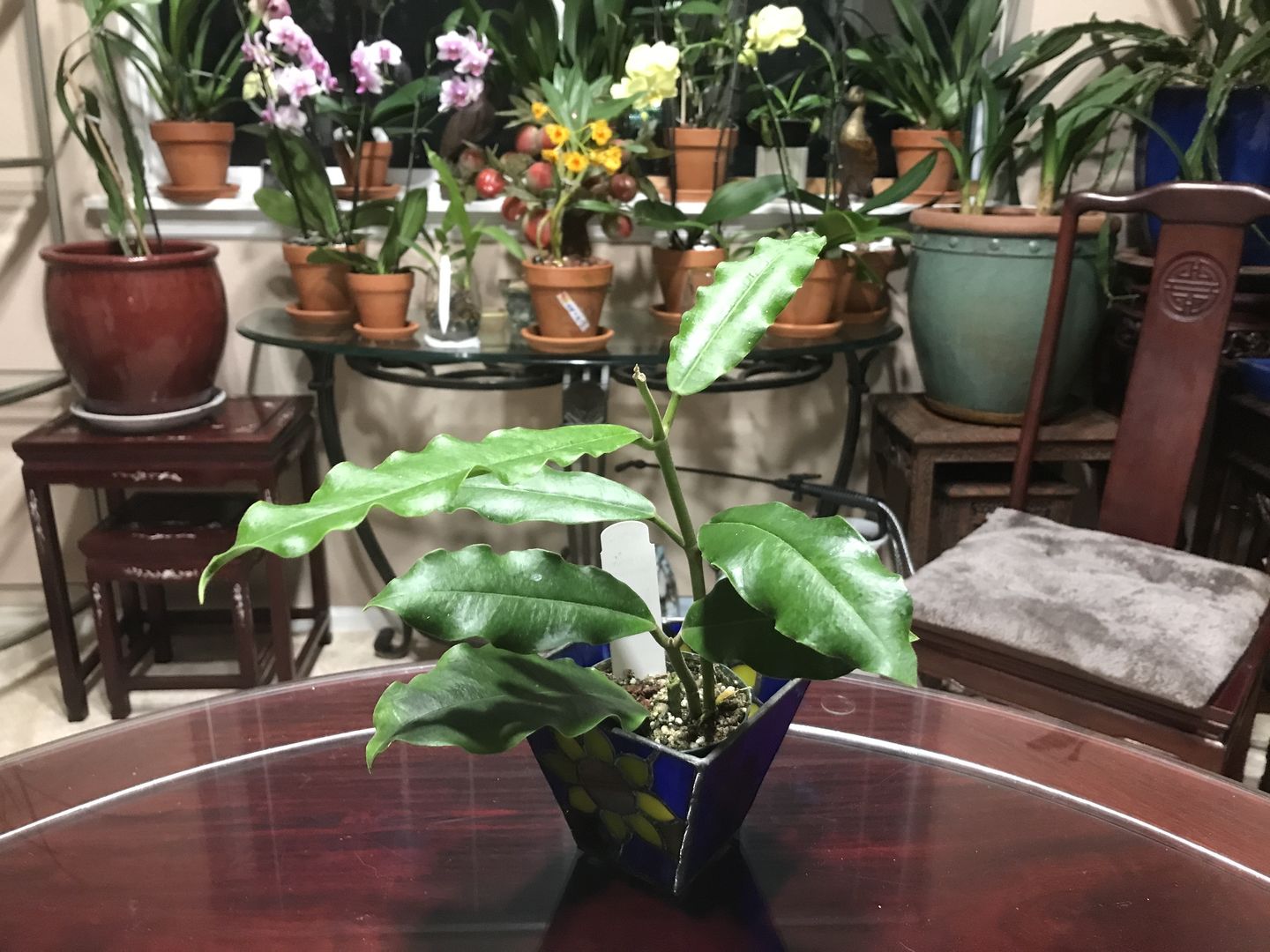 Customer photo review of Hoya imperialis