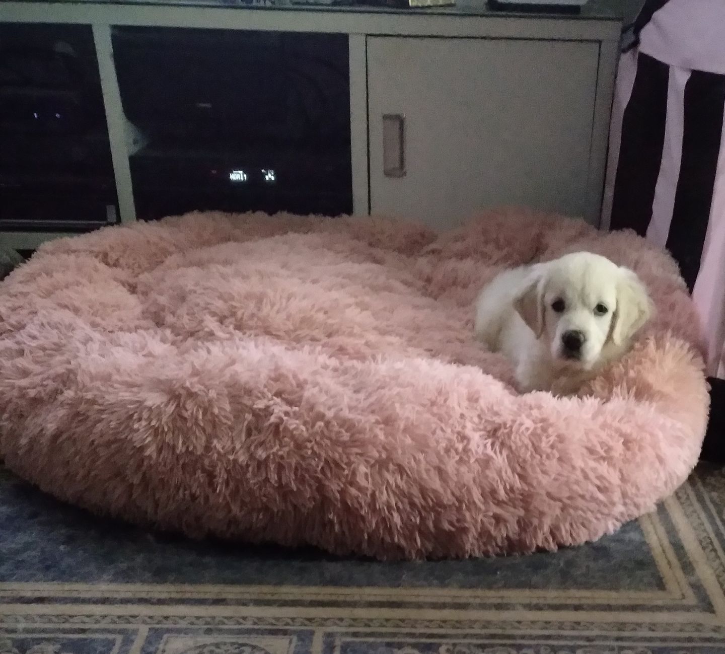 Customer photo review of Pawz Non-Removable Calming Pet Bed