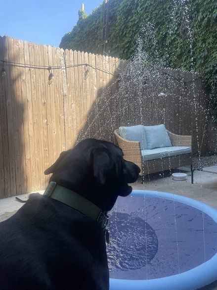Customer photo review of Sprinkler Wasserspielmatte für Hunde