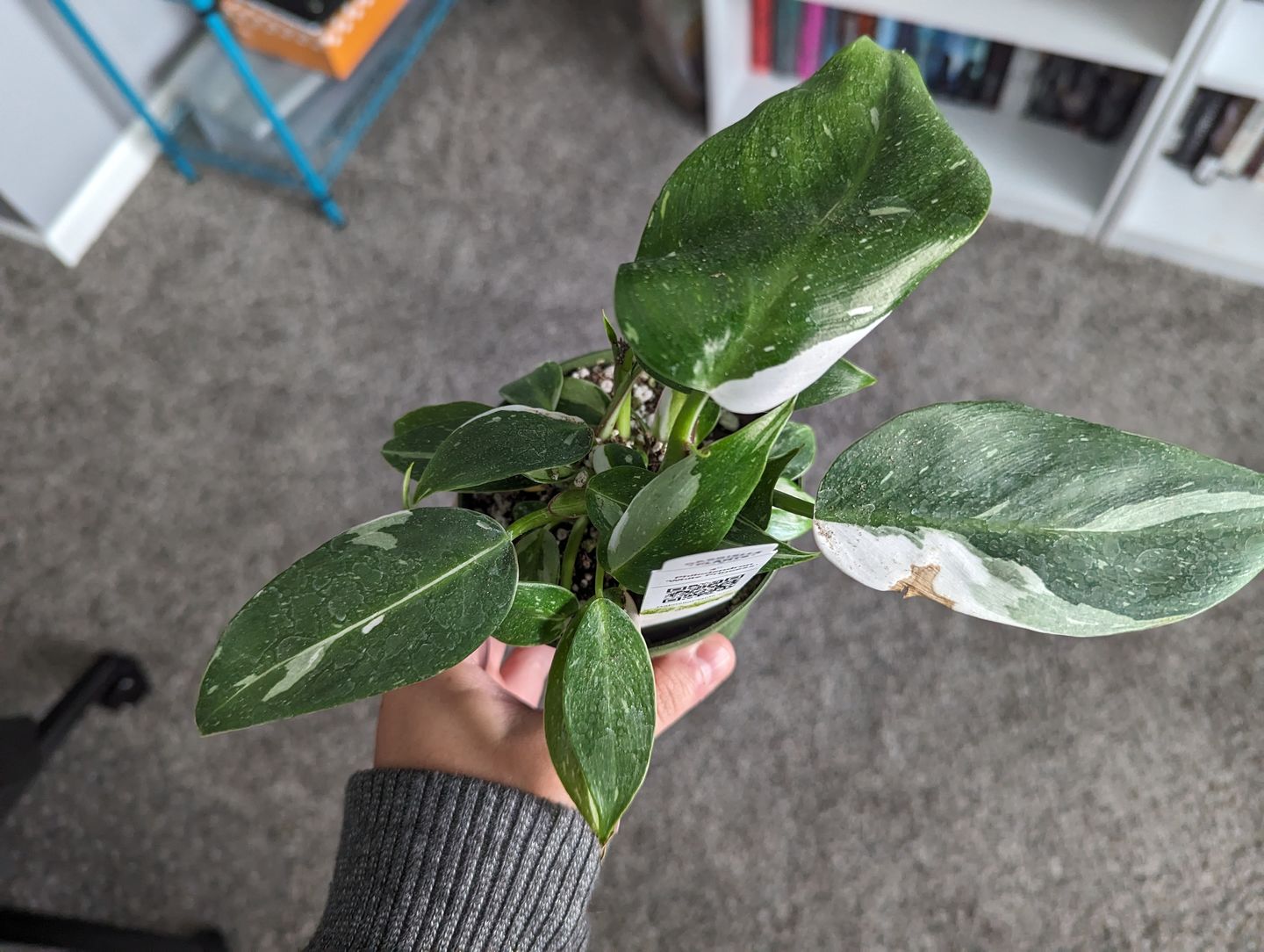 Customer photo review of Philodendron 'White Princess'