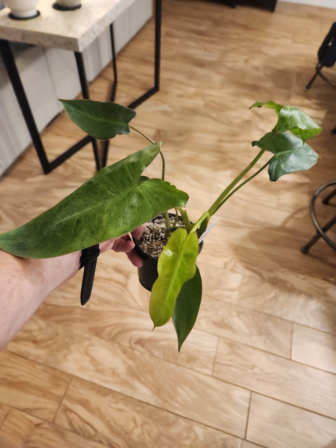 Customer photo review of Philodendron 'Paraiso Verde'