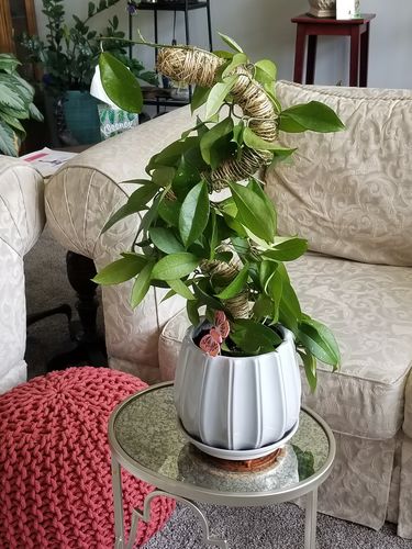 Customer photo of The Original Bendable Moss Pole™ - Best Seller (Pins Included) from Kl K.
