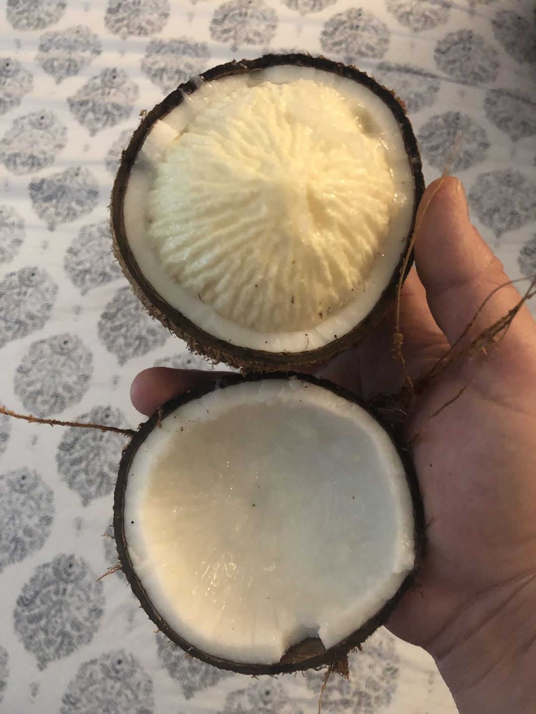 Customer photo review of Sprouted Coconut Box