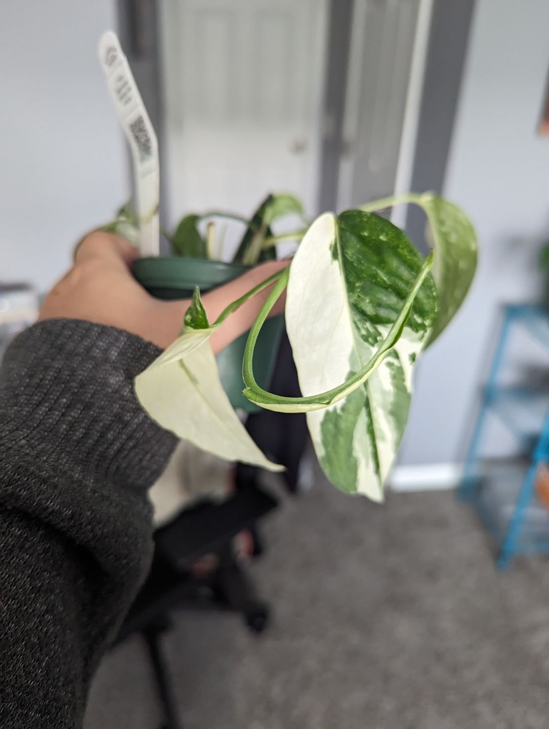 Customer photo review of Pothos Epipremnum pinnatum albo variegata