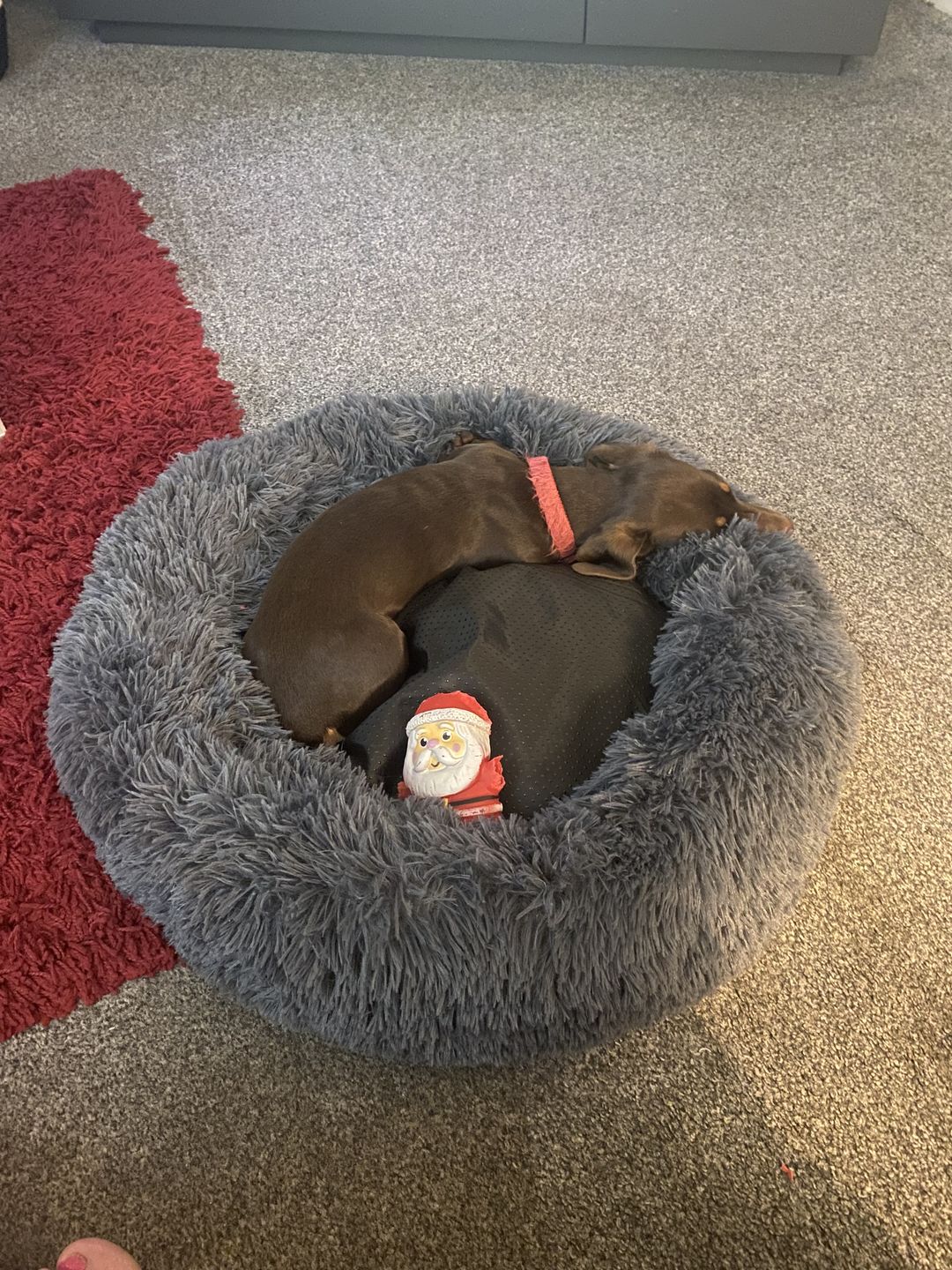 Customer photo review of Donut Dog Bed Calming Soft Comfy Anti Anxiety Plush Dog Bed