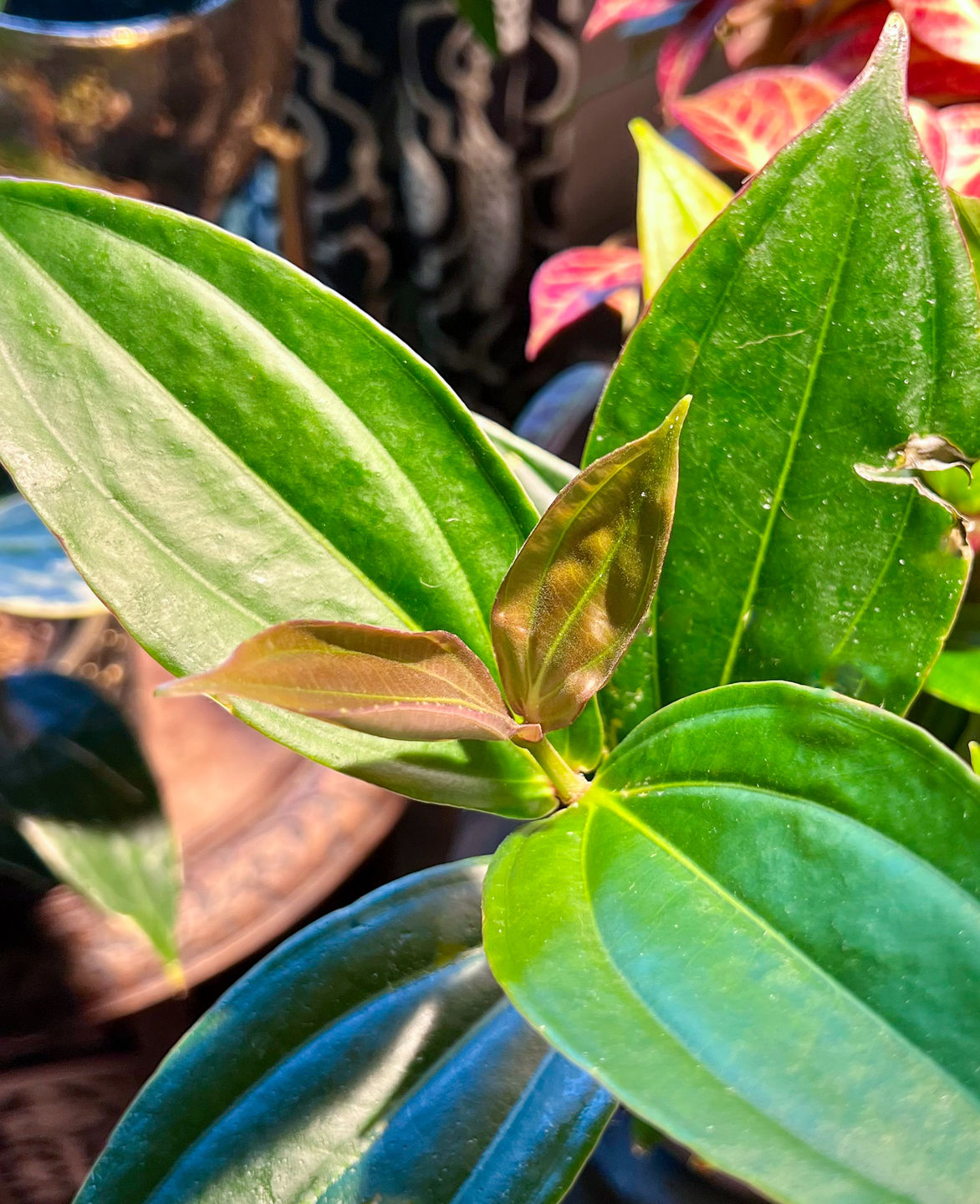 Customer photo review of Medinilla myriantha