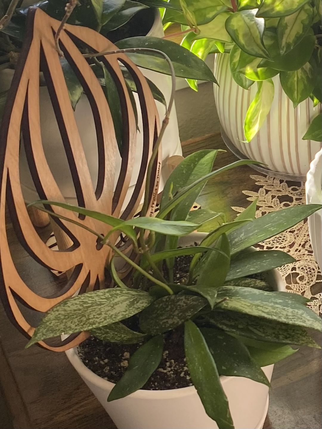 Customer photo review of Peptrella - Plant trellis inspired by watermelon peperomia