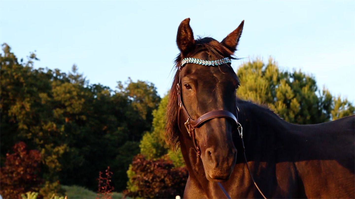 Customer photo review of Iris browband