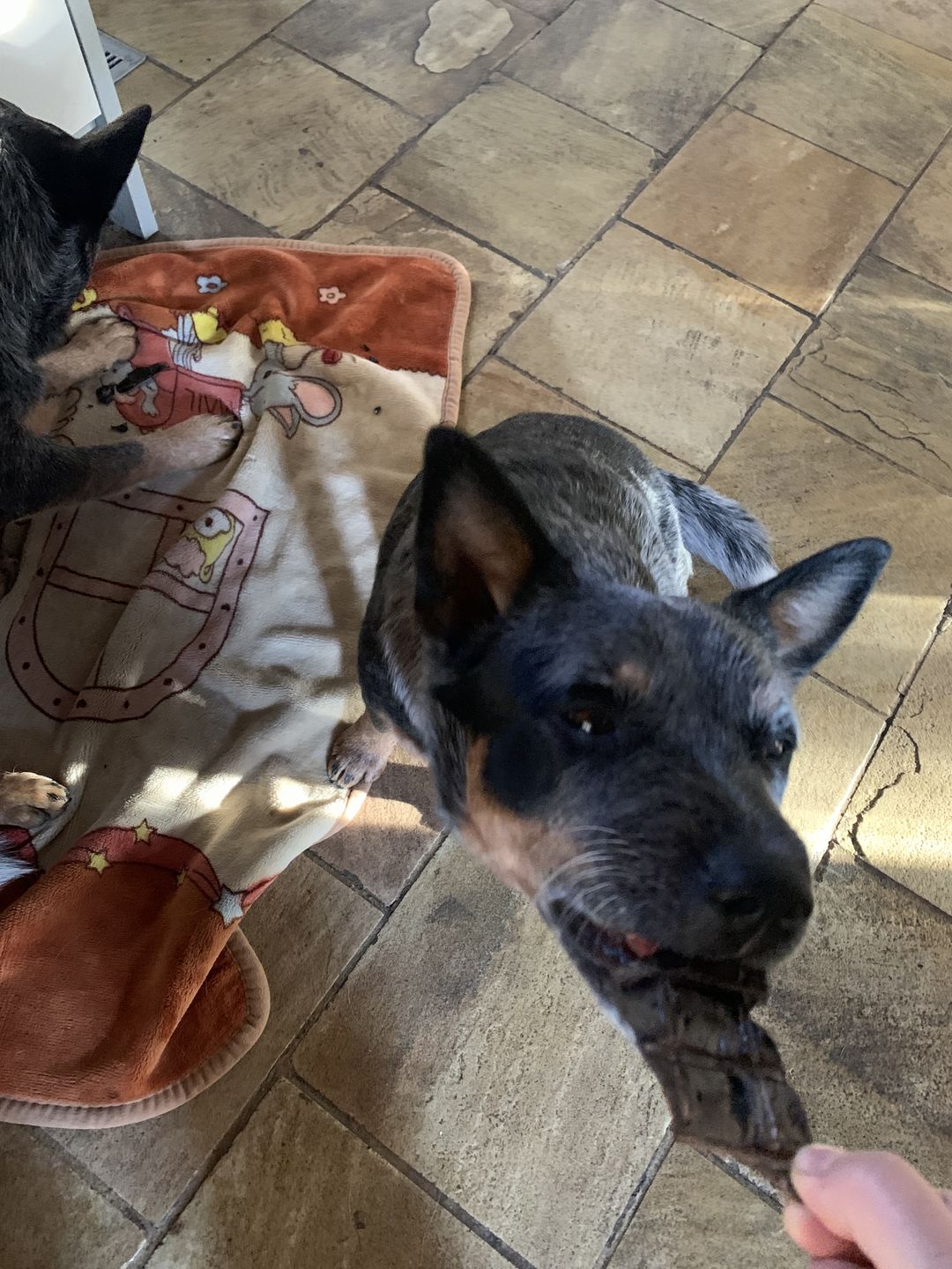 Customer photo review of Premium Kangaroo Chews