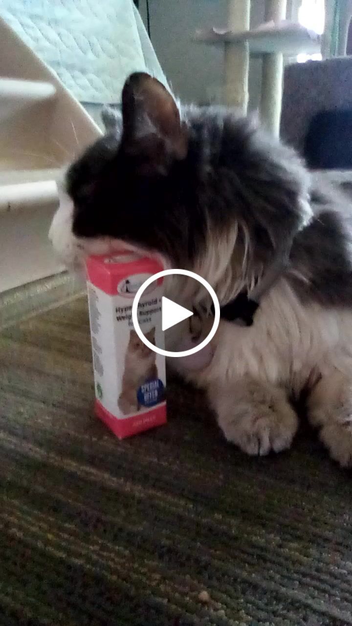 Customer video review of Hyperthyroidism Supplement for Cats - Treats Cat Hyperthyroid, Patchy Hair Loss, and Helps Cat Weight Gain