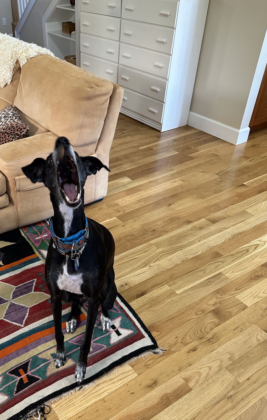 Customer photo review of Ostrich Bites with Grapefruit. Hypoallergenic Immune Boosting Dog Treats  - Savannah, 3oz