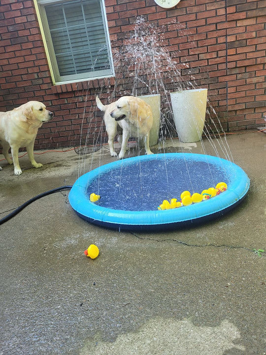 Customer photo review of Sprinkler Wasserspielmatte für Hunde