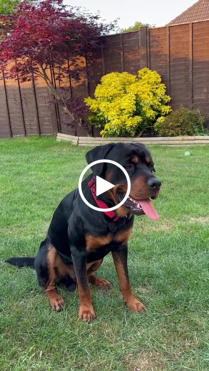 Customer video review of 4cm Combat® Collar | With Handle & Rated Clip - Red v2.0