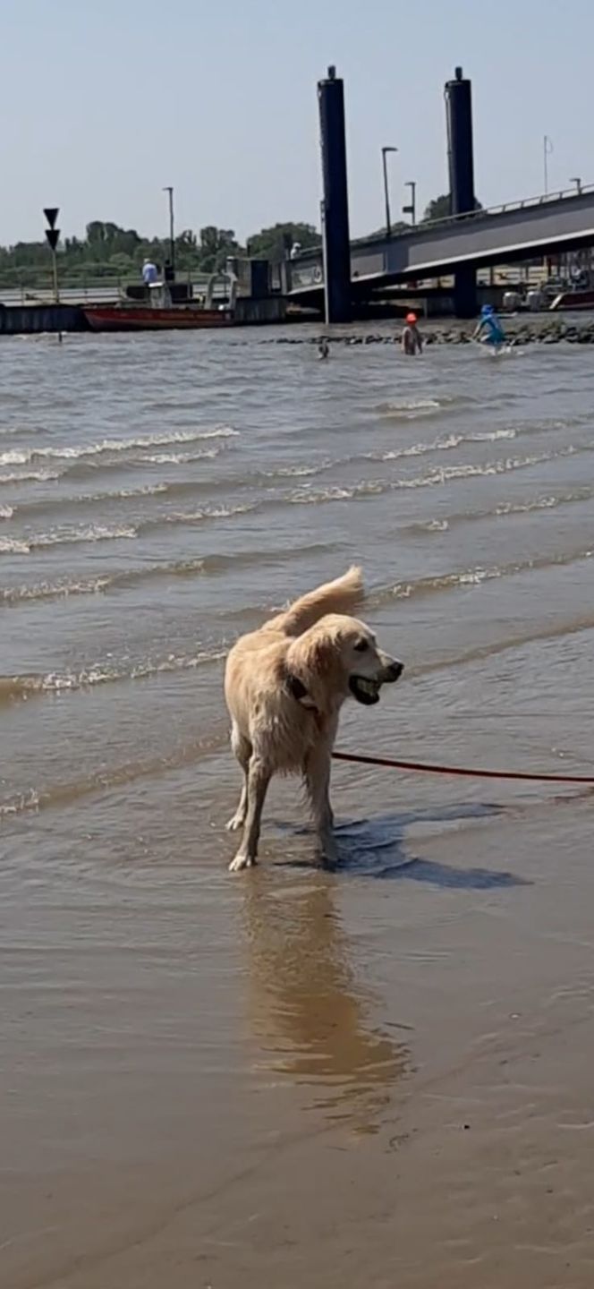 Customer photo review of Hunde Trinkflasche inkl. Futterbehälter