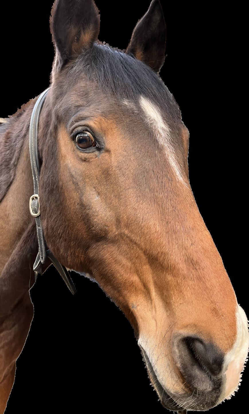 Customer photo review of Wurmtest Basic Pferd