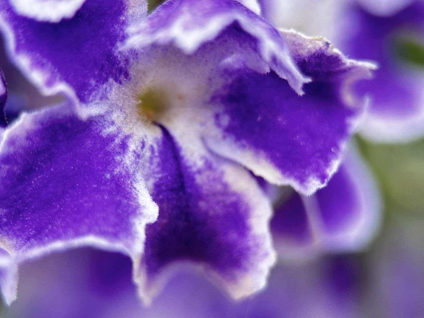 Customer photo review of Pro Series - Macro Lens