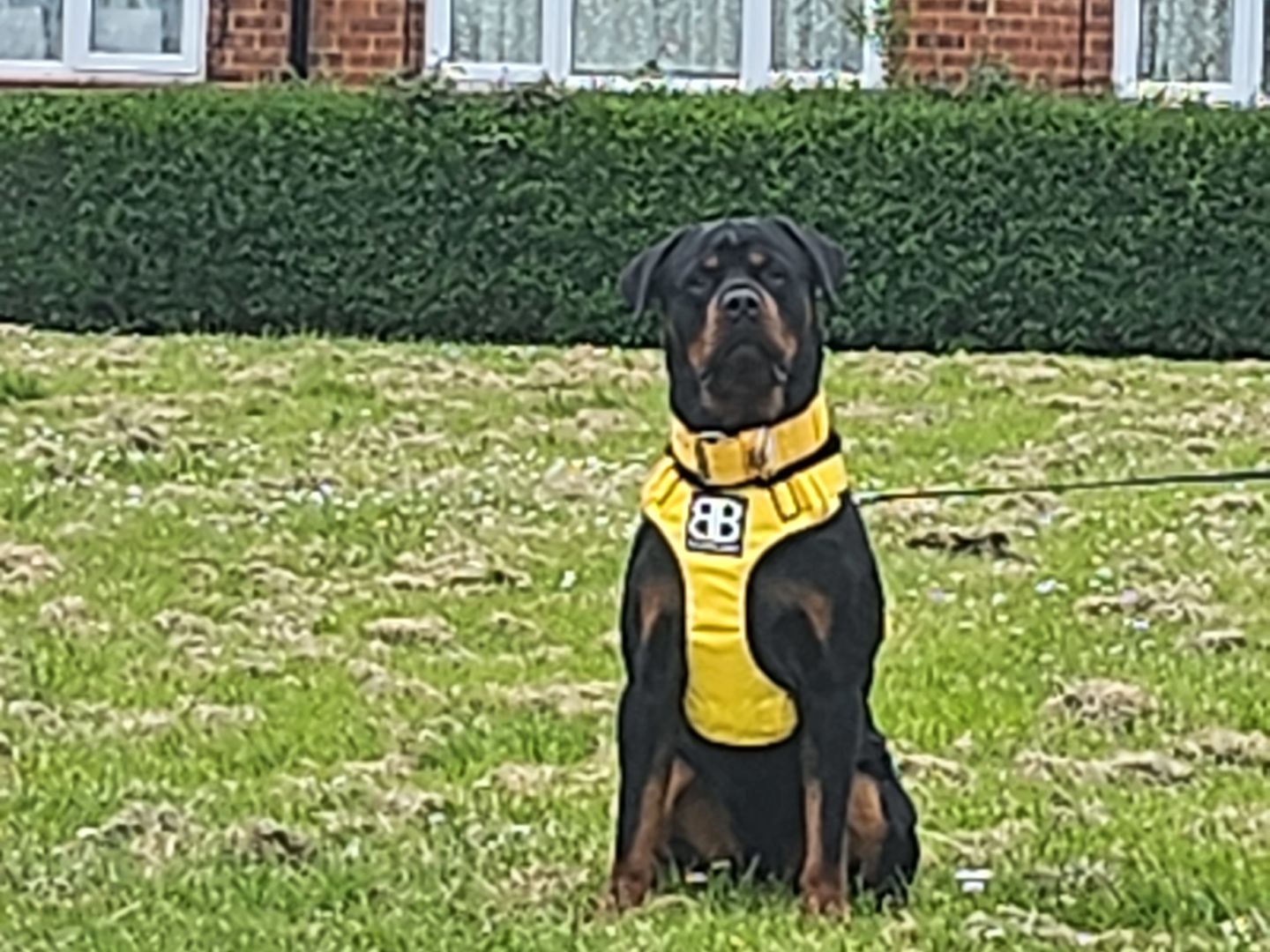 Customer photo review of Harness Seat Belt Safety Strap