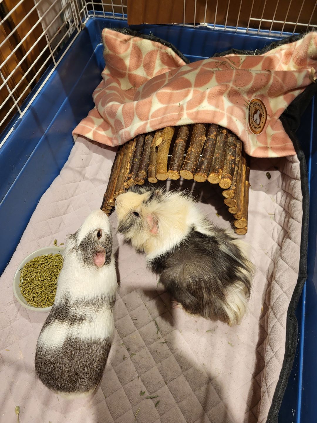 Customer photo review of Premium GuineaDad Liner