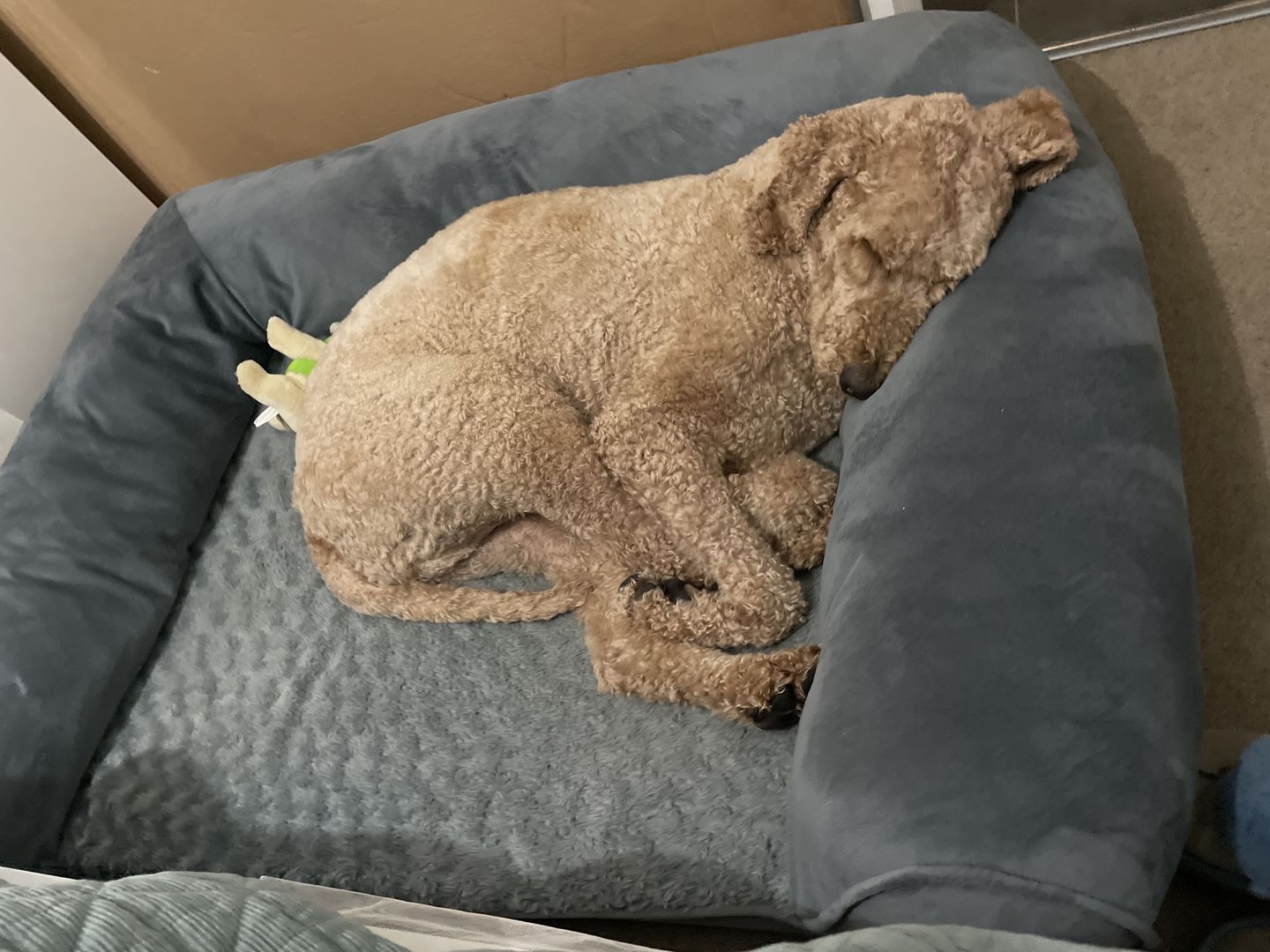 Customer photo review of PaWz Pet Bed