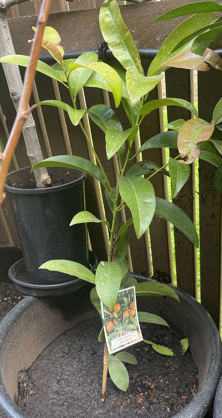 Customer photo review of Sapodilla / Chicku