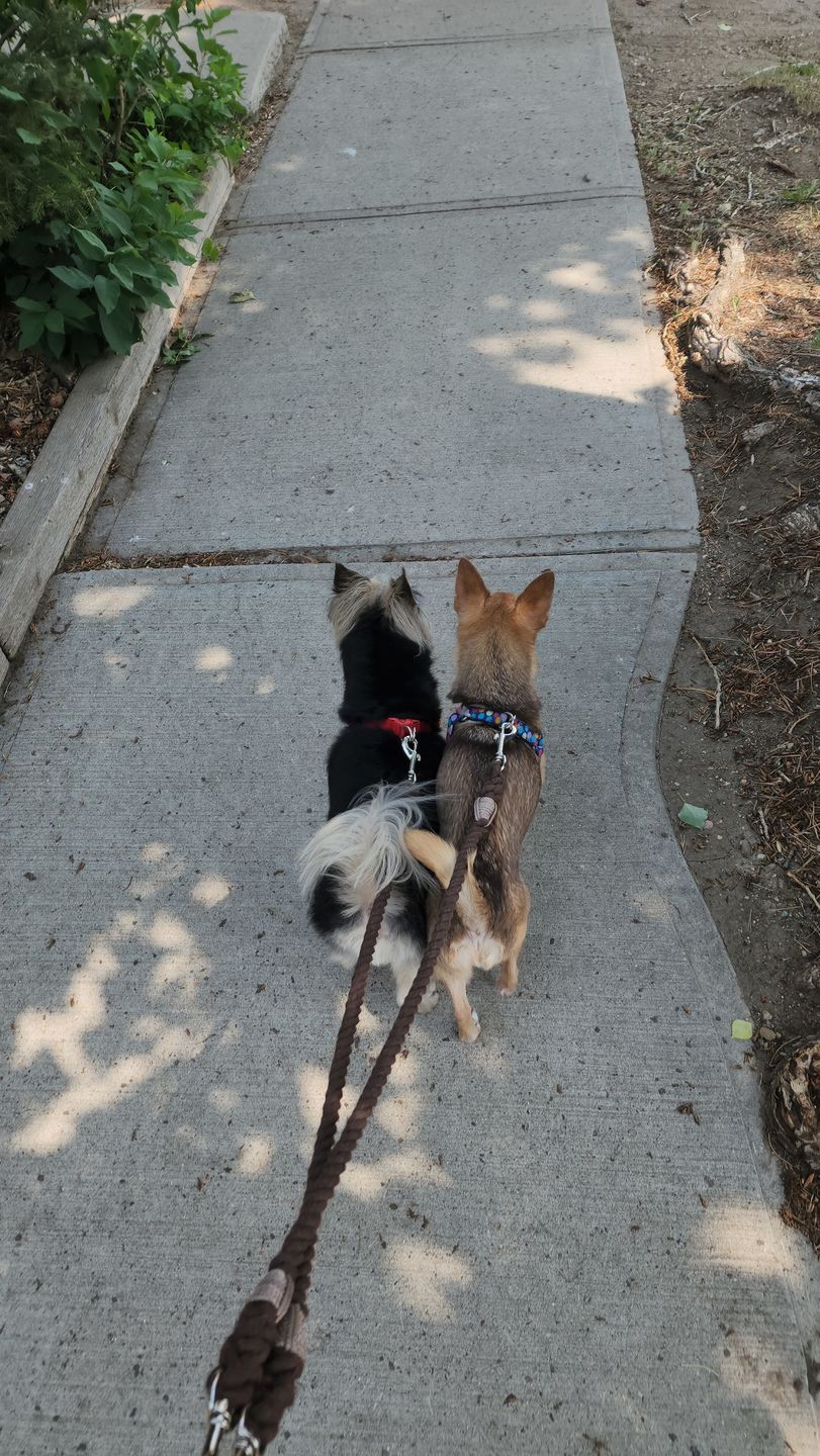 Customer photo review of Cotton Rope Multi-Dog Leash Connector