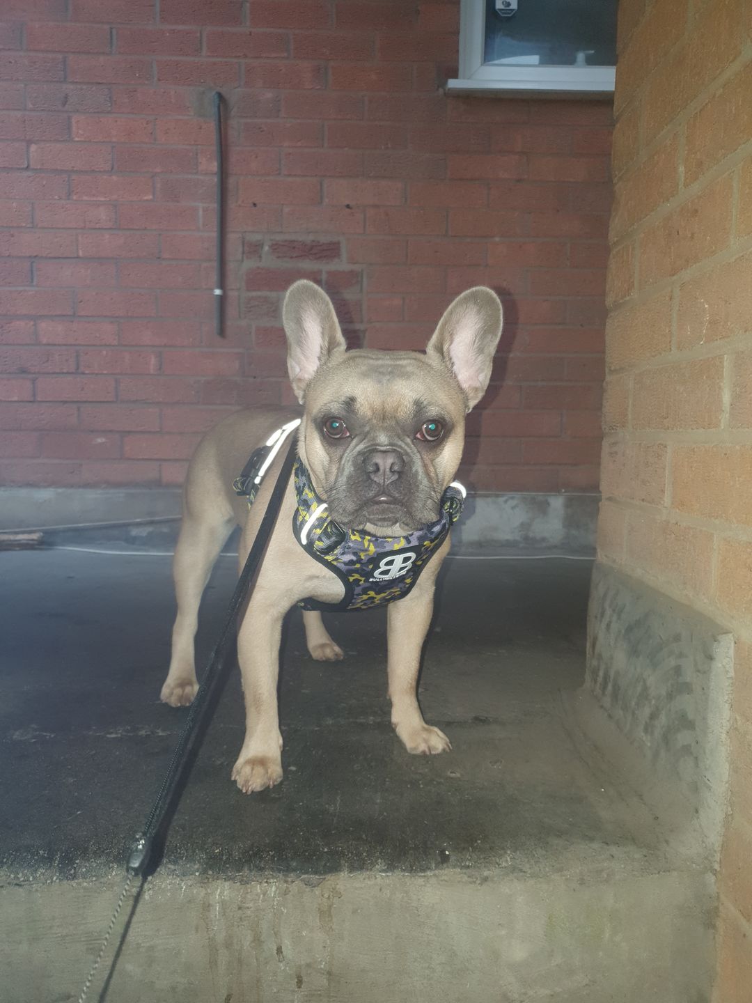 Customer photo review of Premium Comfort Harness | Non Restrictive & Adjustable - Lightning v2.0