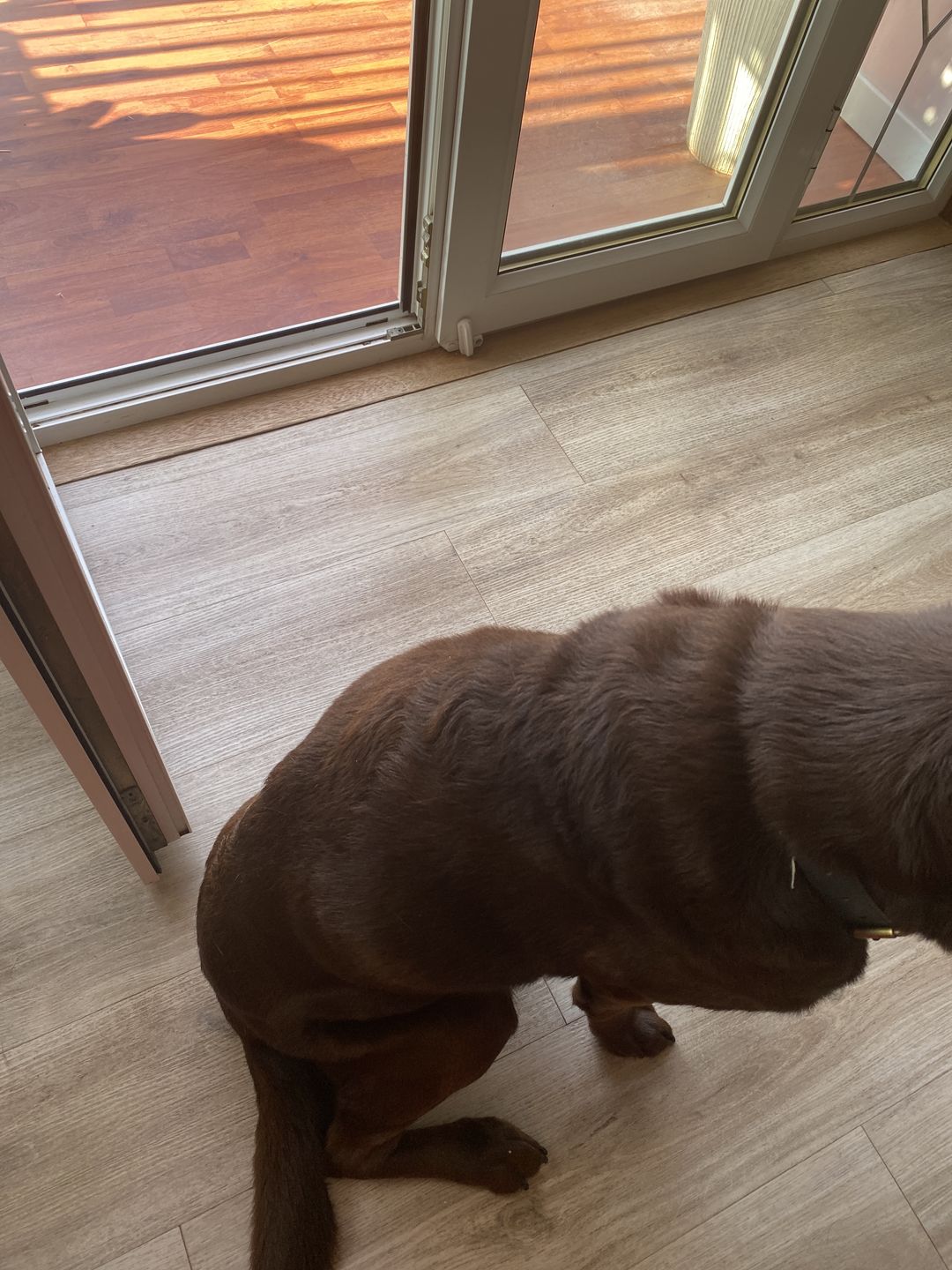 Customer photo review of Dog Spray