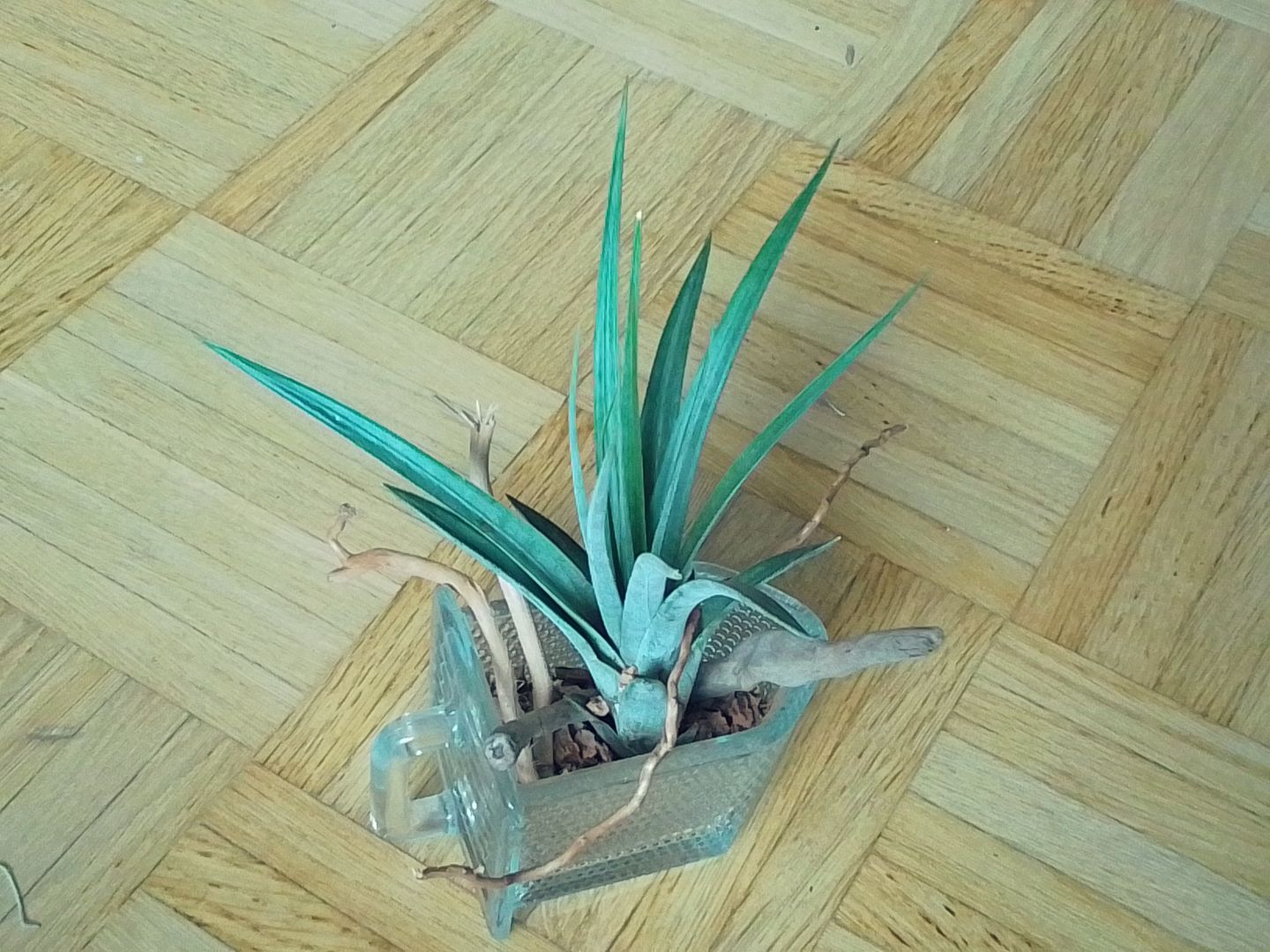 Customer photo review of Tillandsia fasciculata