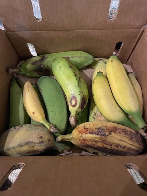 Customer photo review of Banana Variety Box