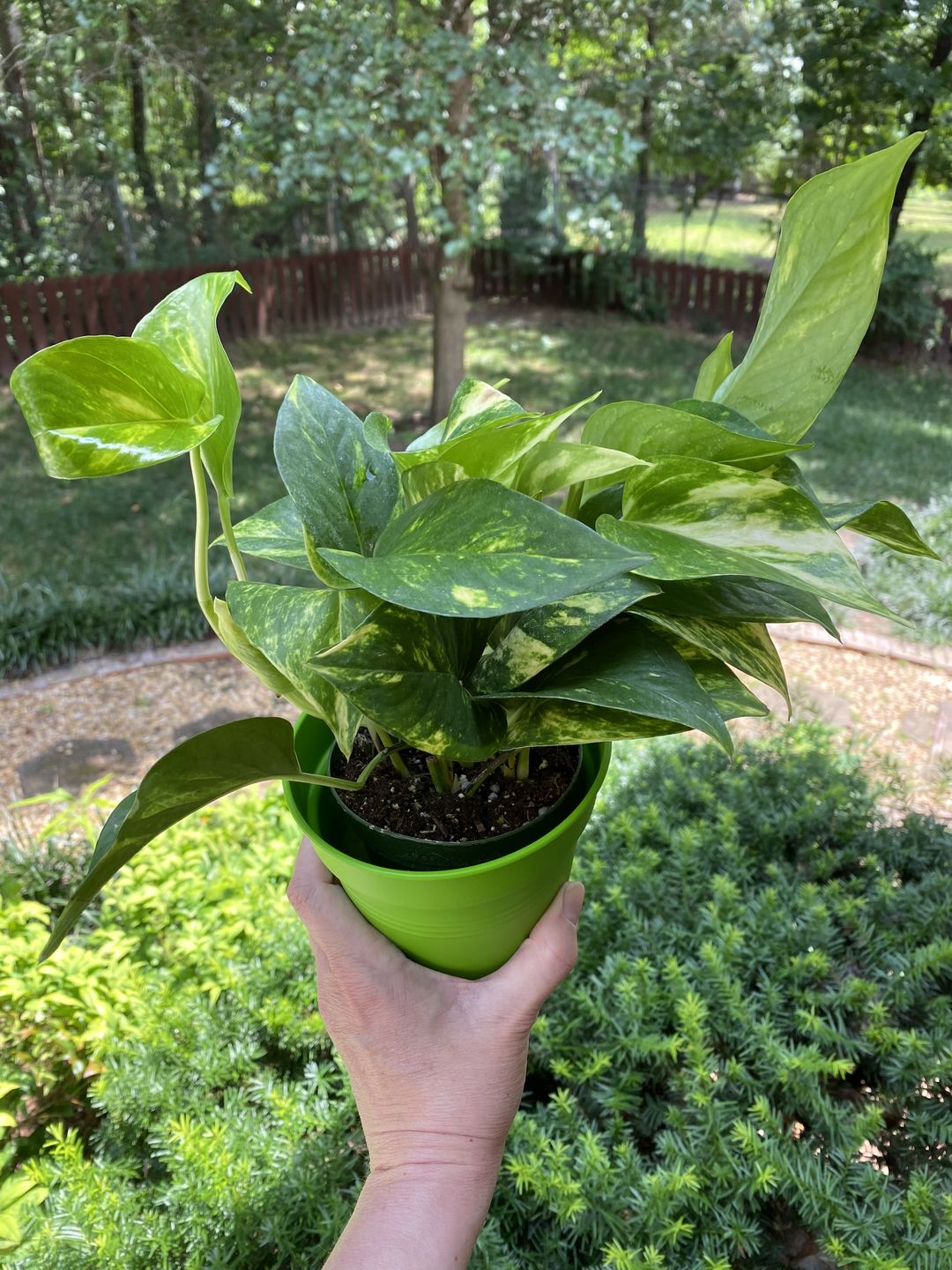 Customer photo review of Pothos Epipremnum aureum 'Golden'