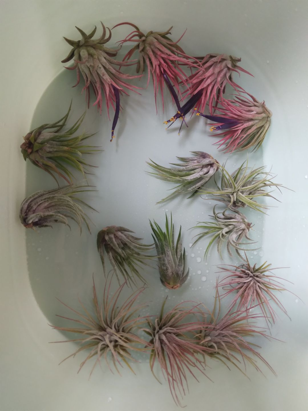 Customer photo review of B Quality Ionantha Variety 3 Pack  ($0.75 Per Plant)