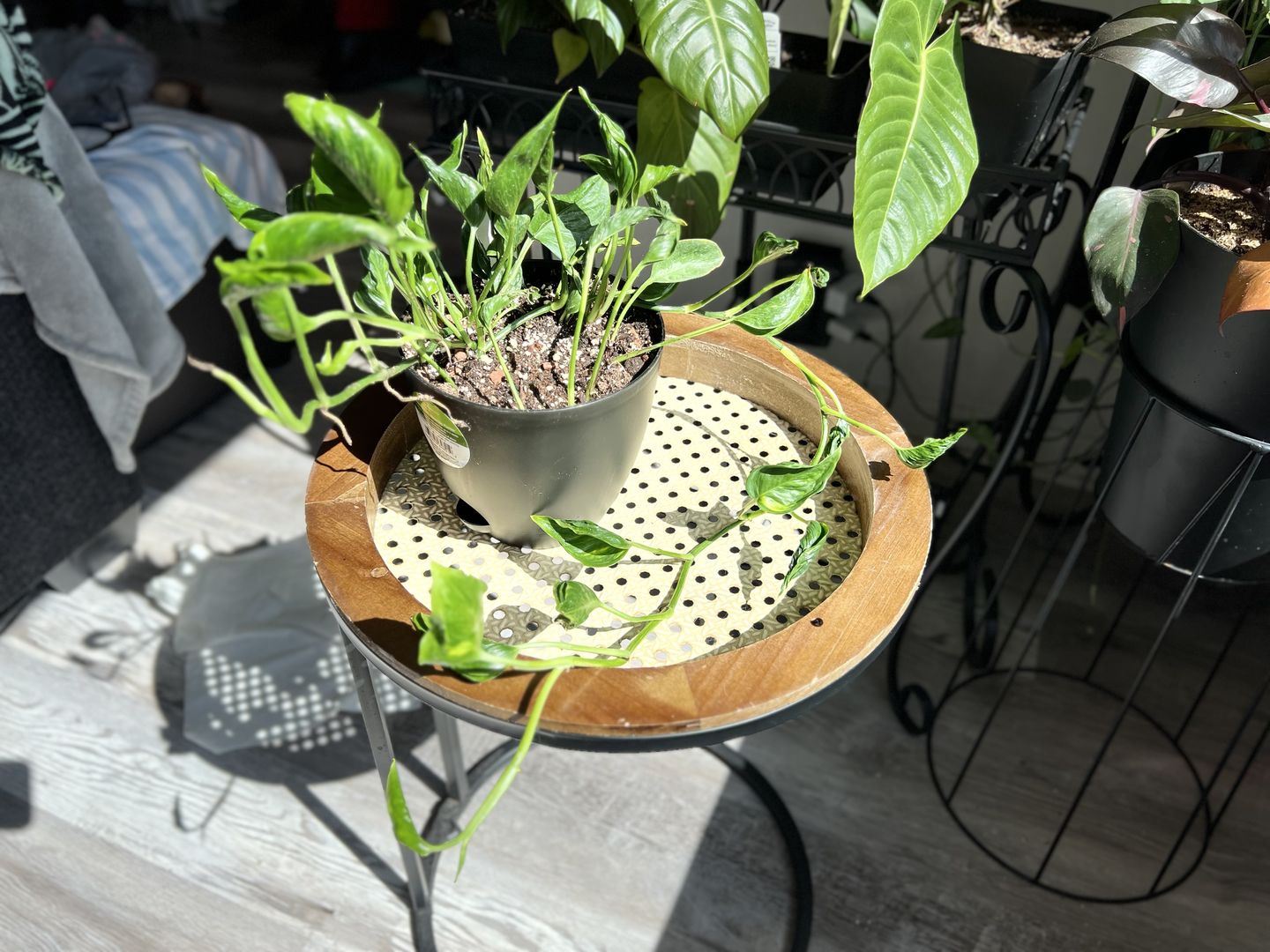 Customer photo review of Pothos Epipremnum aureum 'Shangri Ooh La La'