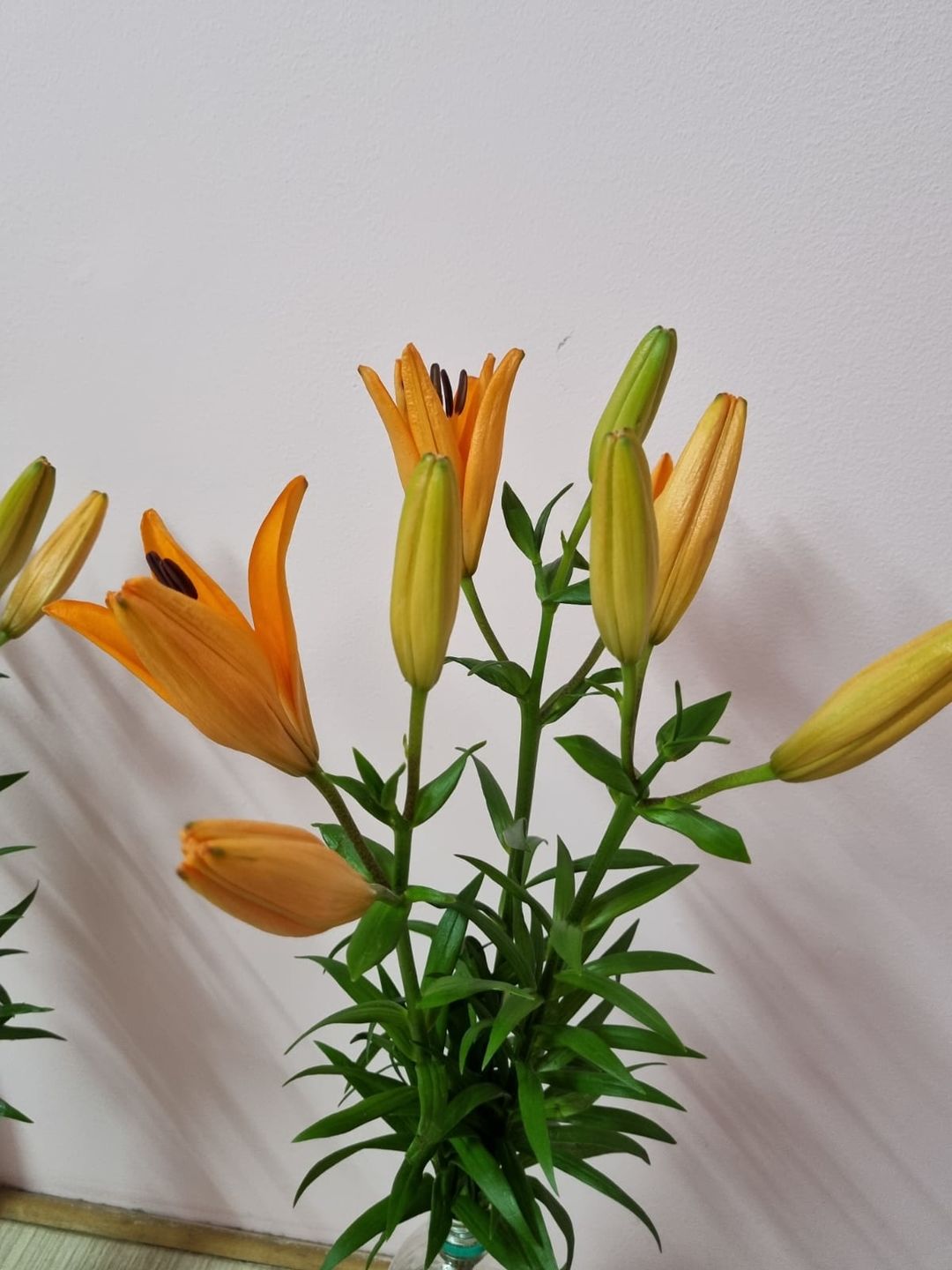 Customer photo review of Asiatic Lily