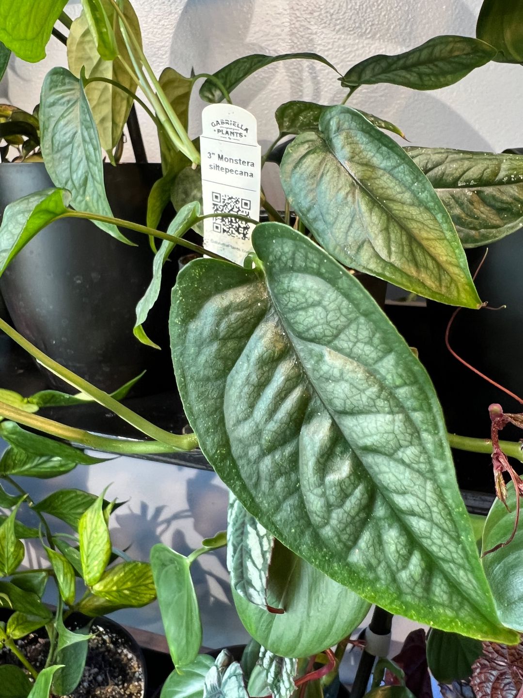 Customer photo review of Monstera siltepecana
