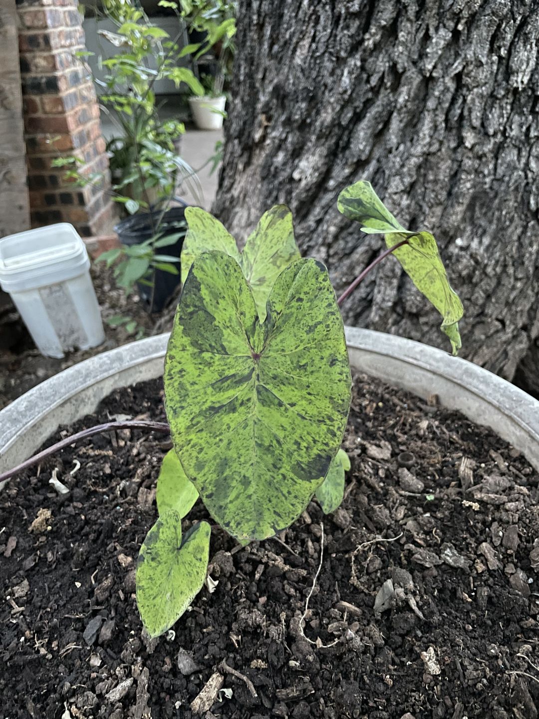 Customer photo review of 4" Colocasia esculenta 'Mojito'
