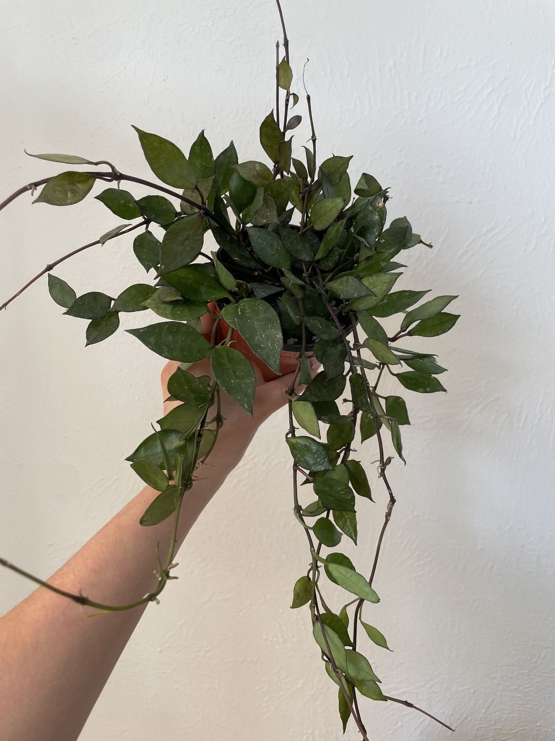Customer photo review of 4" Hoya krohniana 'Black'
