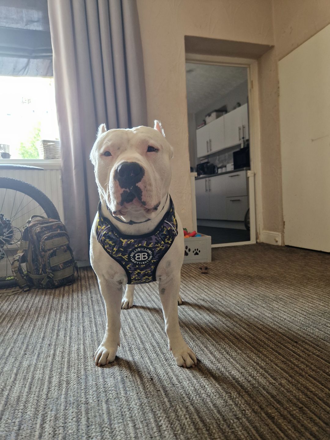 Customer photo review of Premium Comfort Harness | Non Restrictive & Adjustable - Lightning v2.0