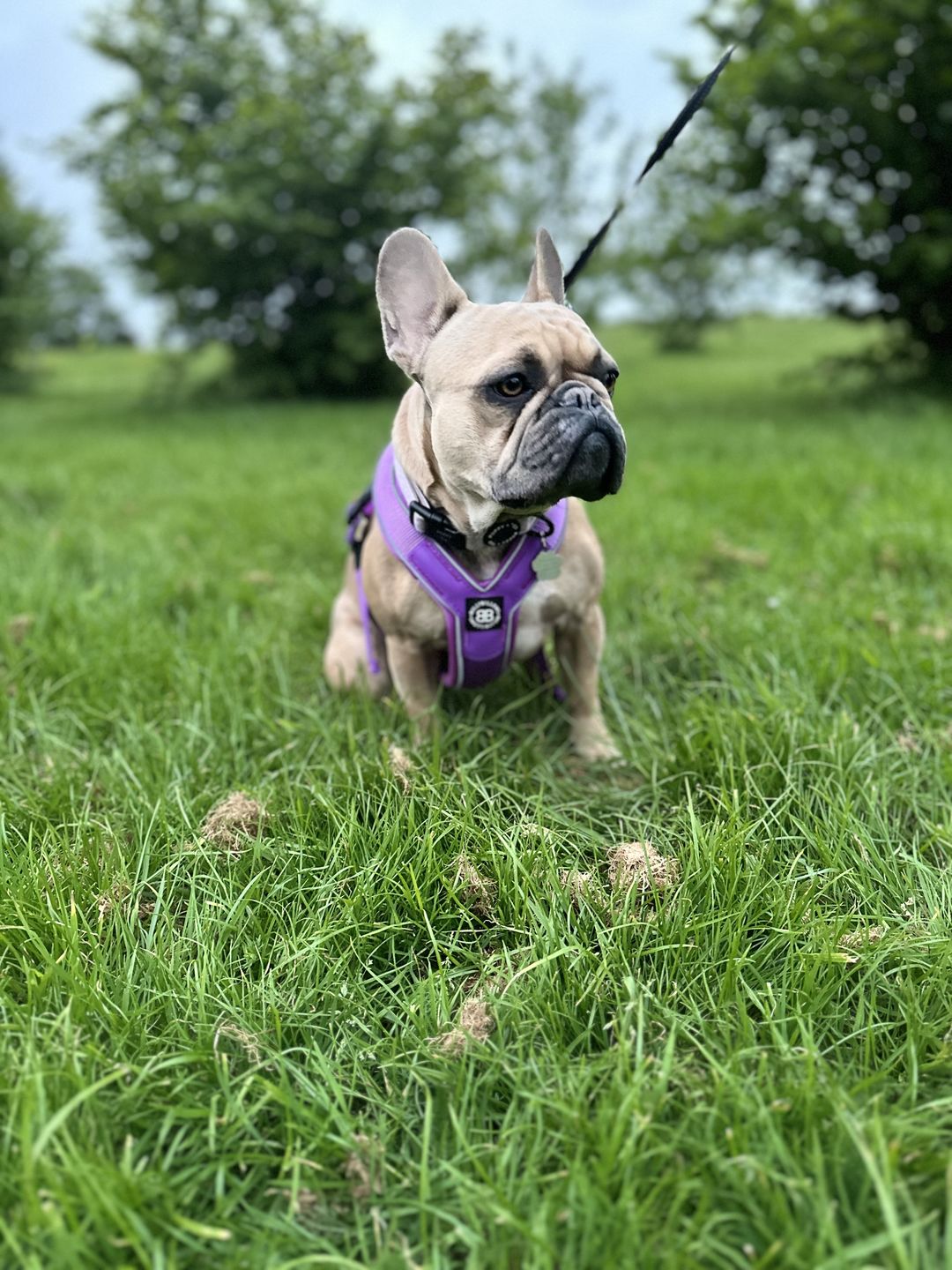 Customer photo review of RR - Slip on Padded Comfort Harness | Non Restrictive & Reflective - Purple