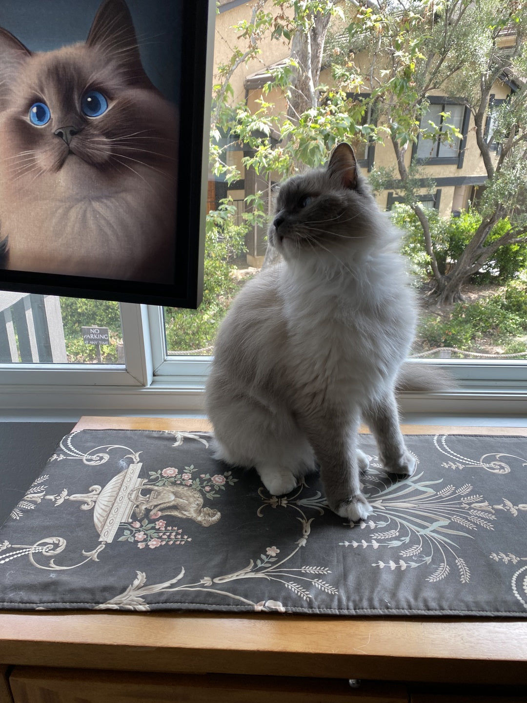 Customer photo review of Turn Your Cat Into A Cartoon Portrait