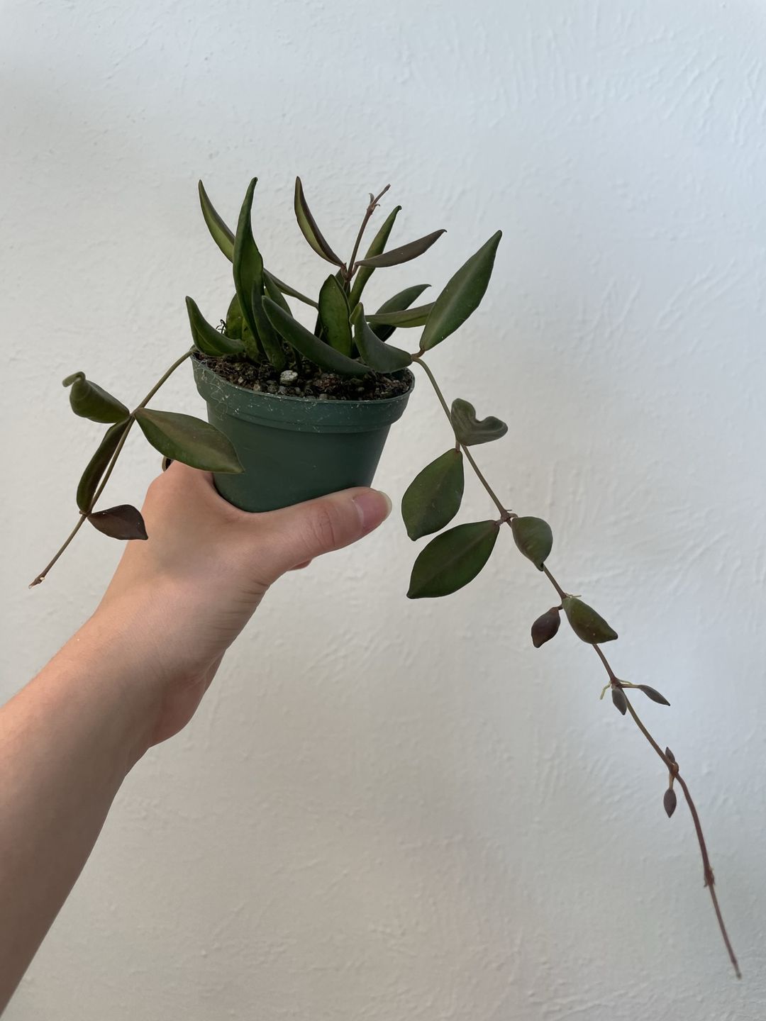 Customer photo review of 3" Hoya sp. aff. burtoniae