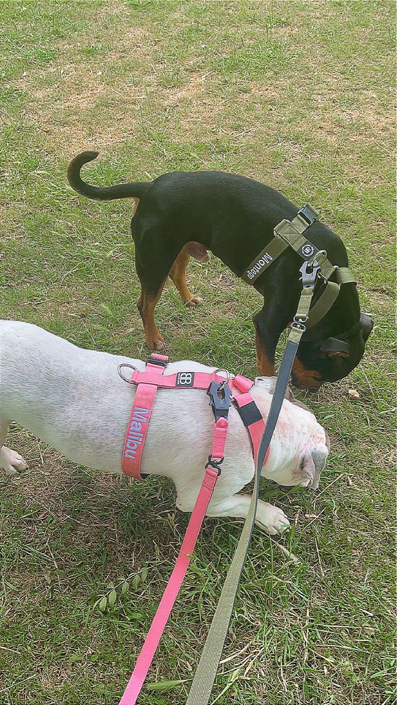 Customer photo review of TRI-Harness® | Anti-Pull, Adjustable & Durable - Dog Trainers Choice -  Pink v2.0