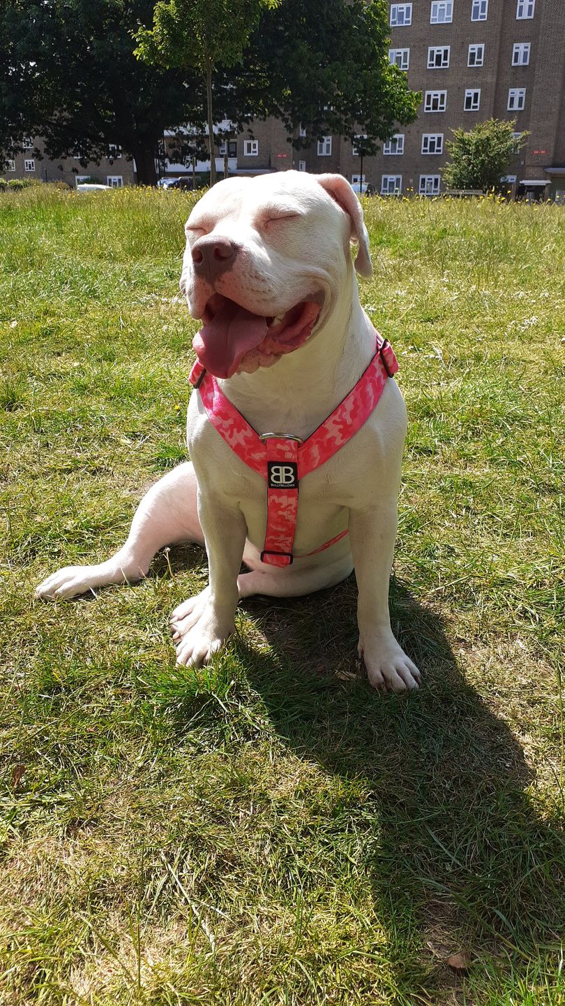 Customer photo review of TRI-Harness® | Anti-Pull, Adjustable & Durable - Dog Trainers Choice -  CAMO Bubblegum v2.0