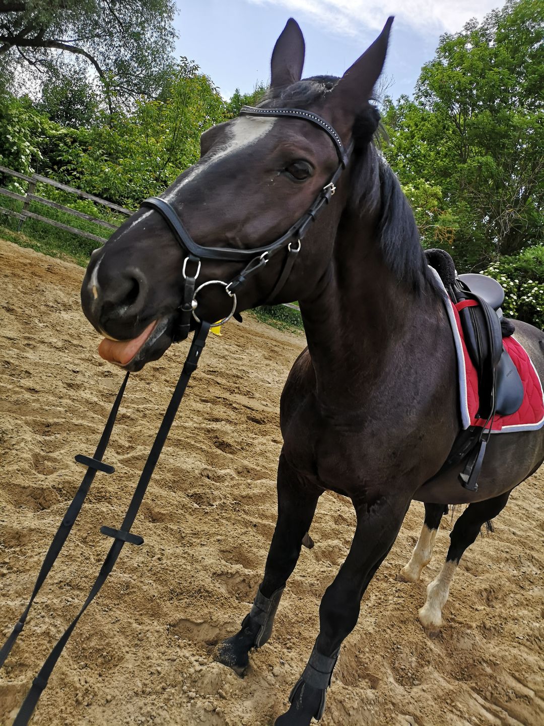 Customer photo review of Kristallkraft Femmina