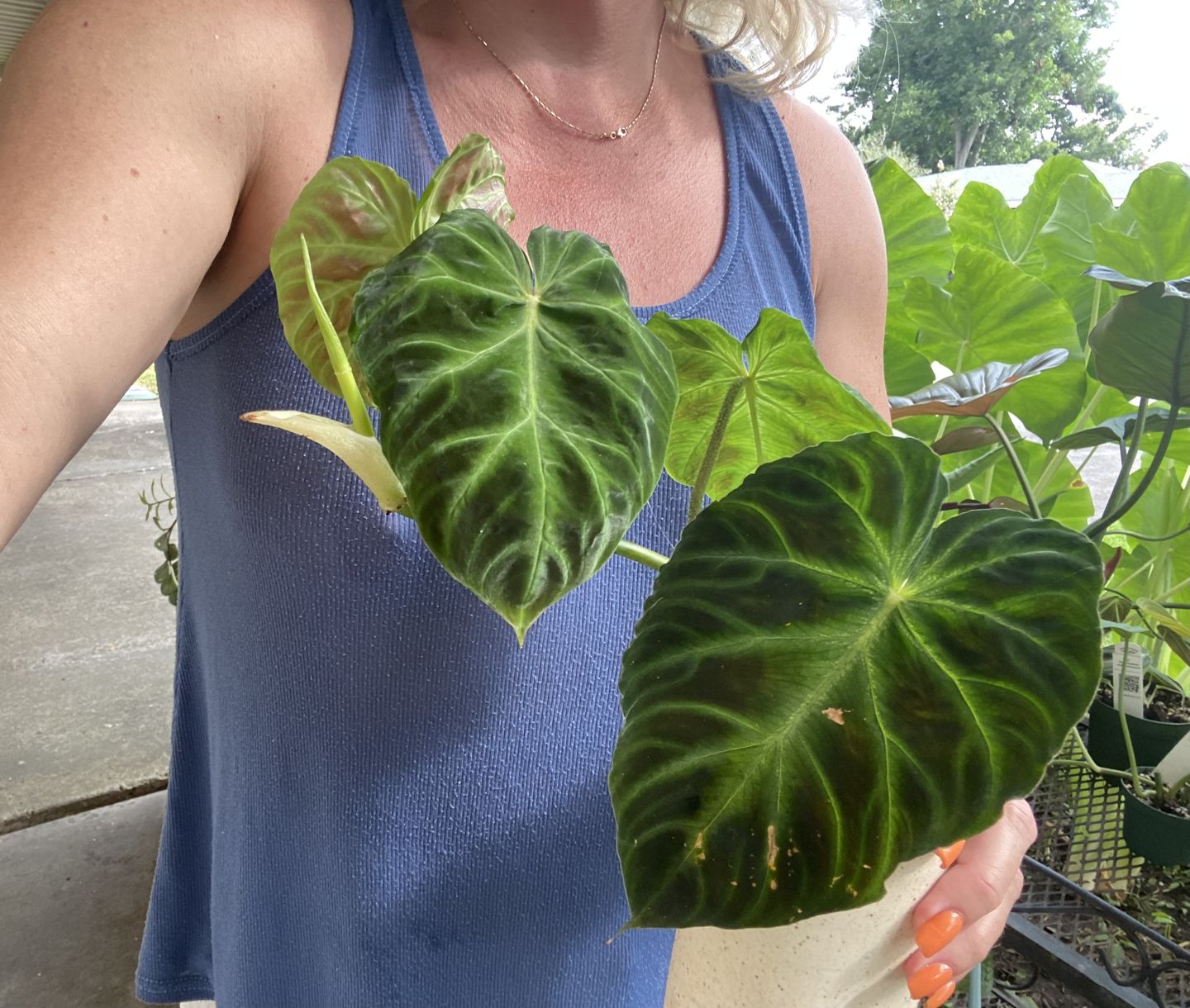 Customer photo review of Philodendron verrucosum