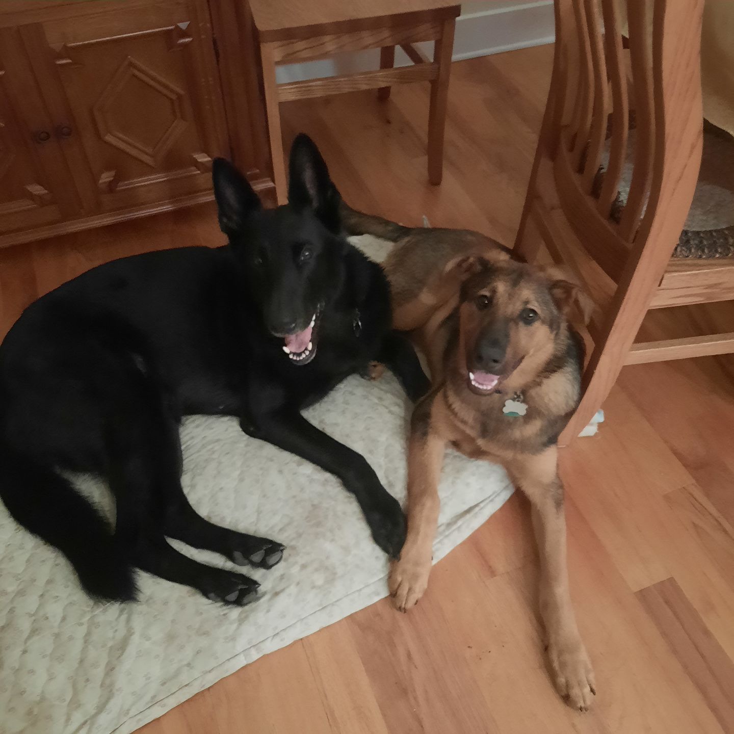 Customer photo review of Bil-Jac - Large Biscuits Dog Treats