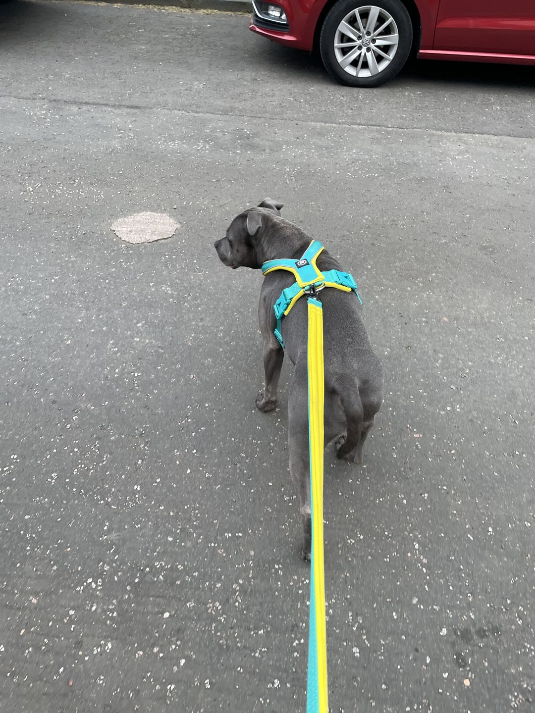 Customer photo review of Slip on Padded Comfort Harness | Non Restrictive & Reflective - Turquoise & Yellow