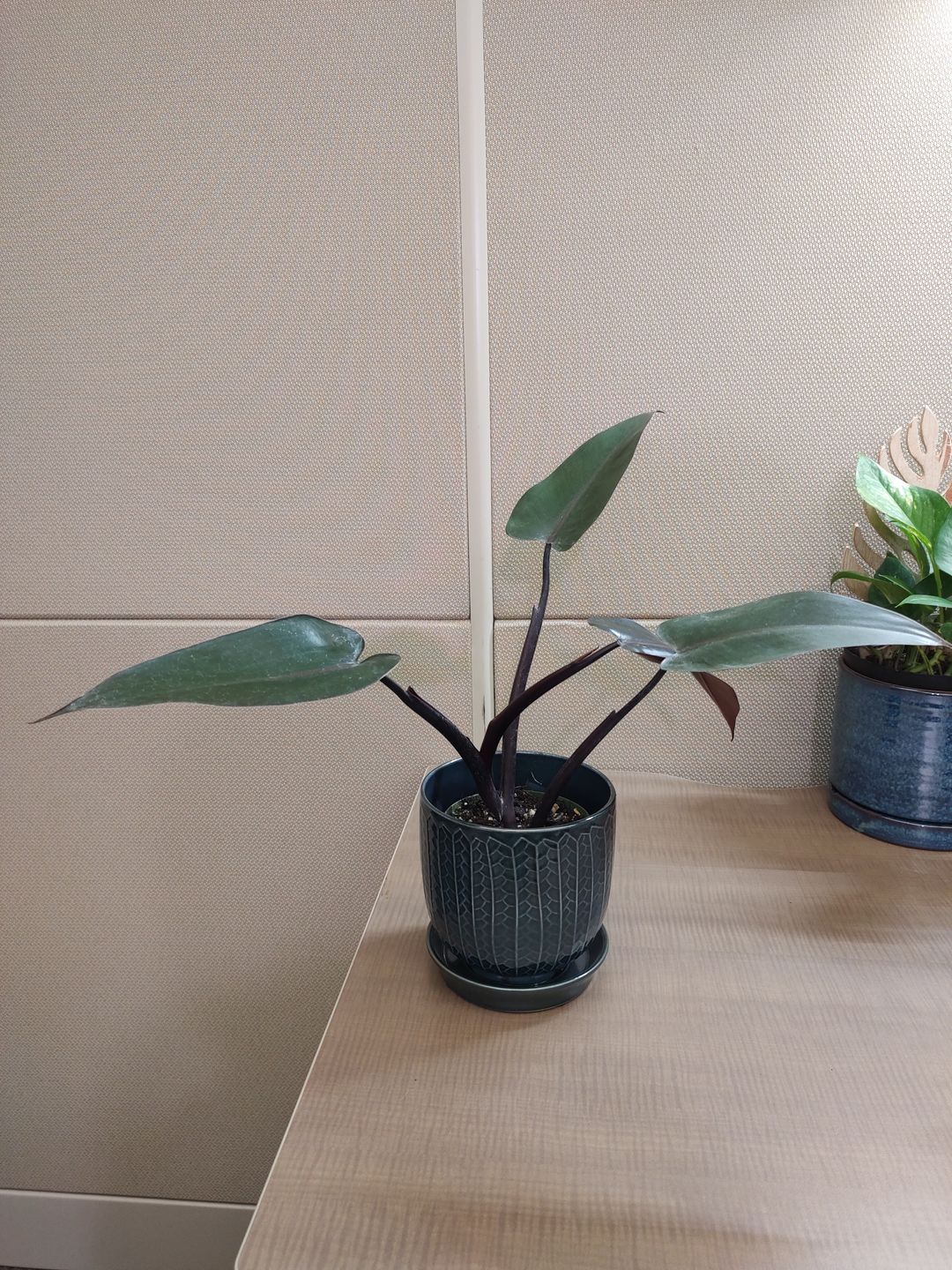 Customer photo review of Philodendron 'Bloody Mary'