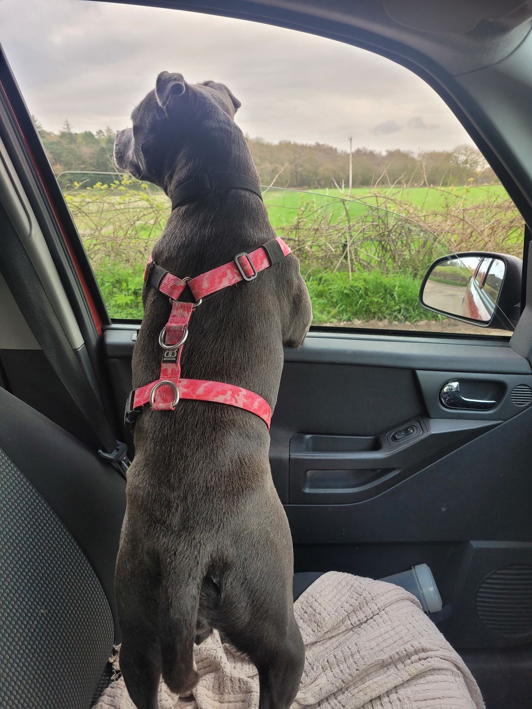 Customer photo review of TRI-Harness® | Anti-Pull, Adjustable & Durable - Dog Trainers Choice -  CAMO Bubblegum v2.0