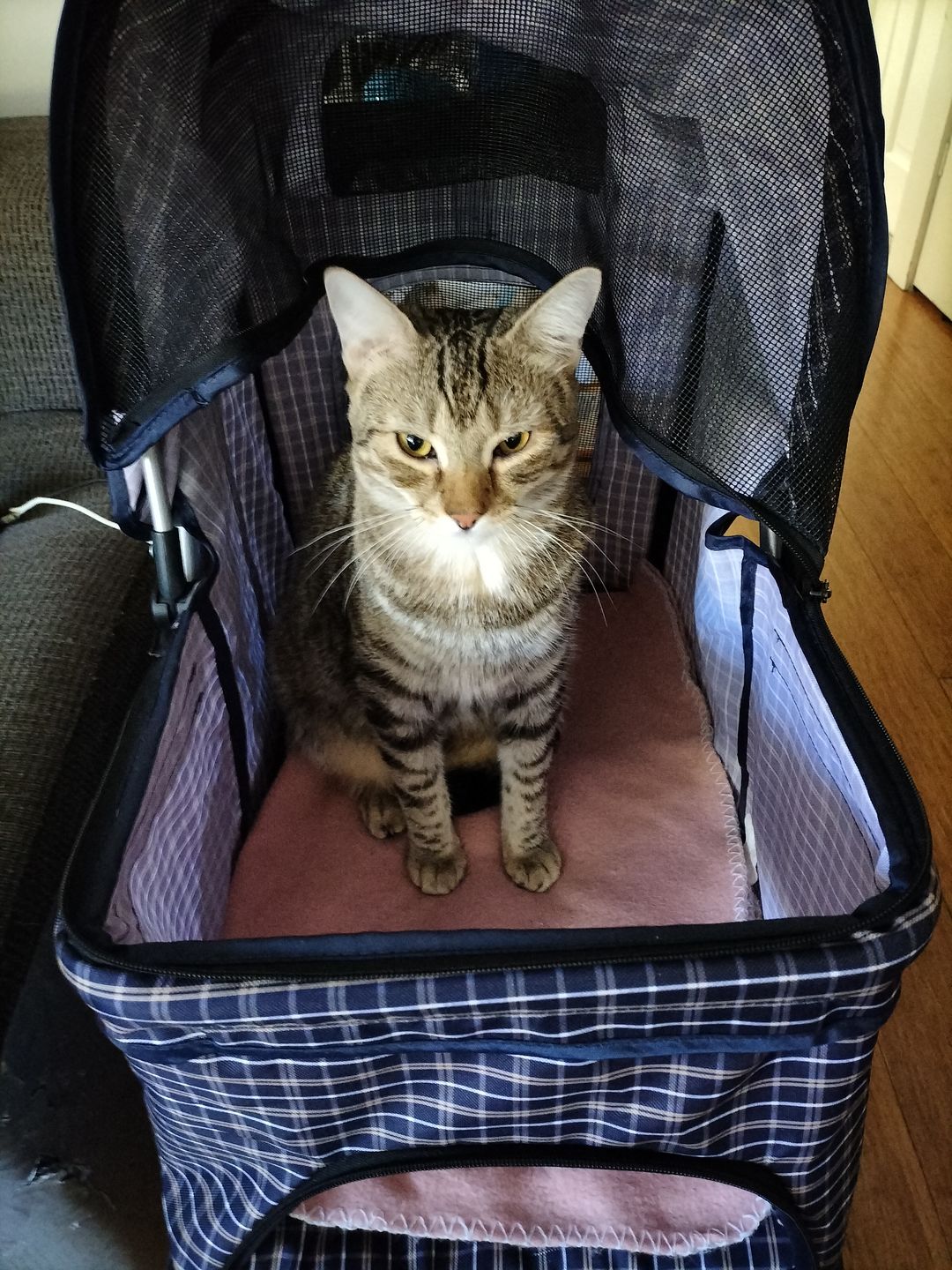 Customer photo review of PaWz Large Pet Stroller Dog Cat Carrier