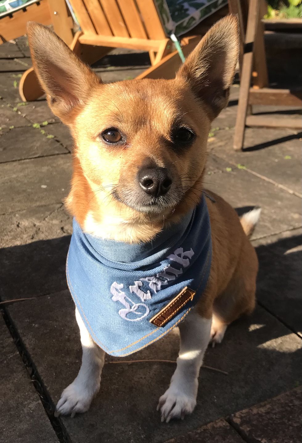 Customer photo review of Custom Text Denim Dog Bandana